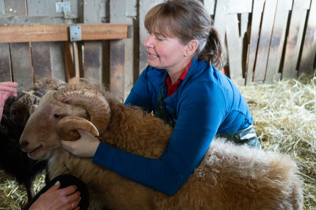 104_Tierärztin mit Schafbock-Tierärzte Weikersheim