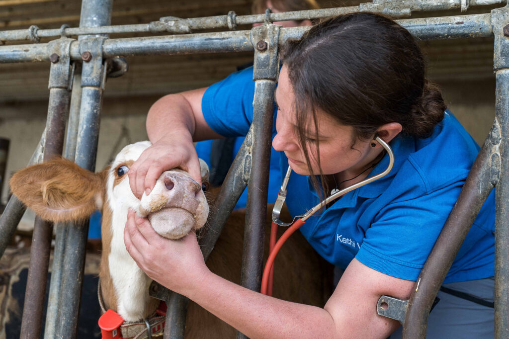 15_Tierärztin mit Stethoskop untersucht Kalb_Tierärzte Weikersheim