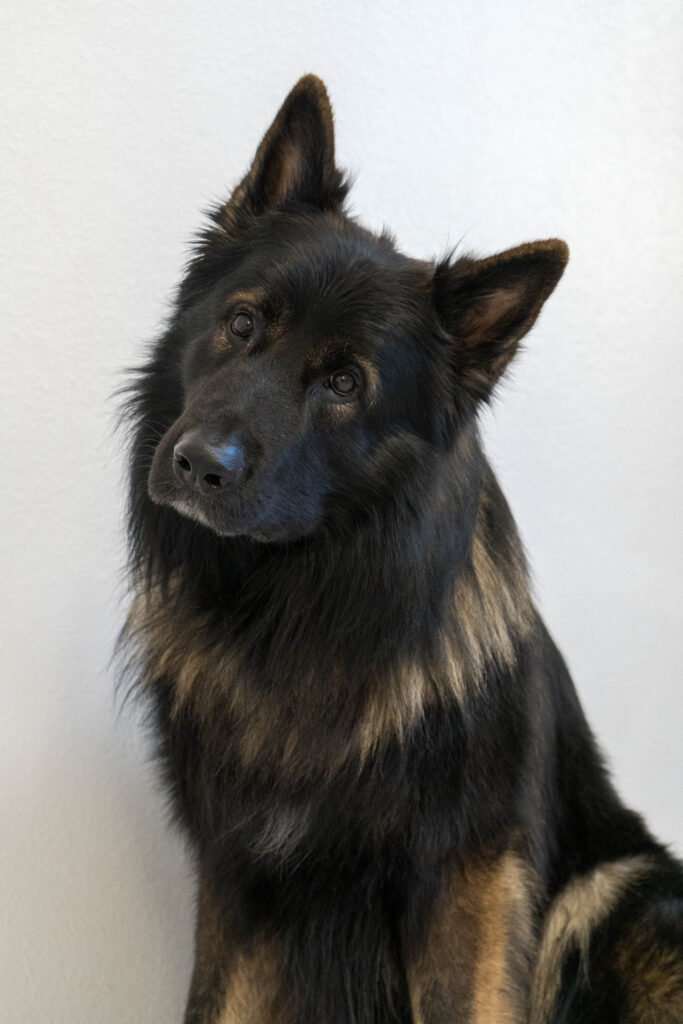 50_Schäferhund_Tierärzte Weikersheim