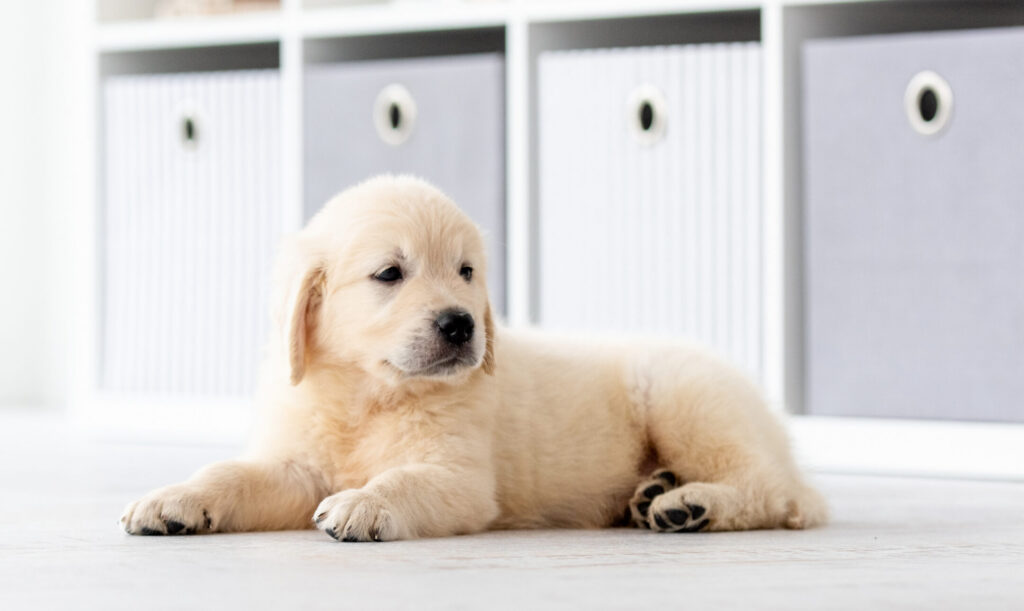 Golden Retriever Welpe liegt auf dem Boden vor einem Regal.